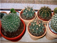 d4a14d23-ddb 062.JPG